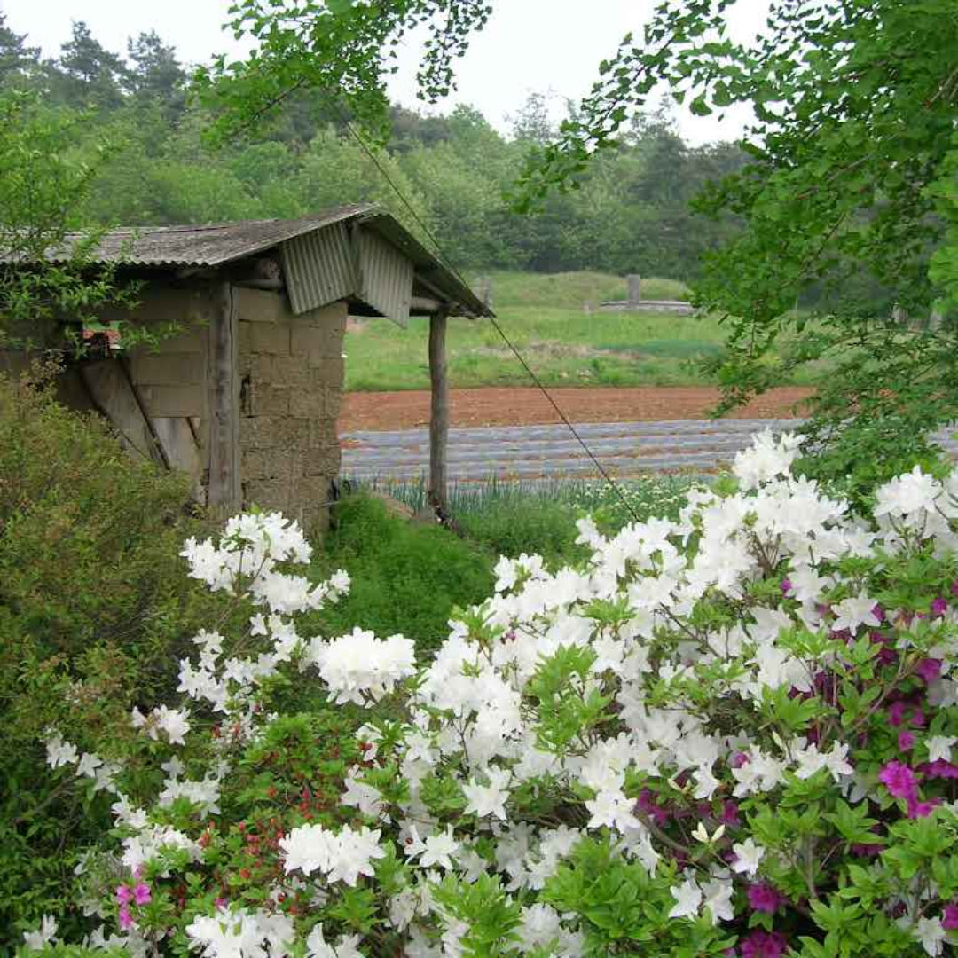Close-up of white flowers on GG Gerbing hybrid azalea shrub