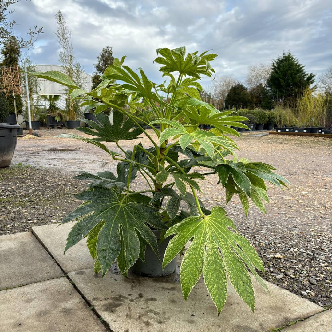 Fatsia 'Spider'S Web