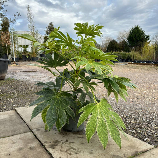 Fatsia 'Spider'S Web