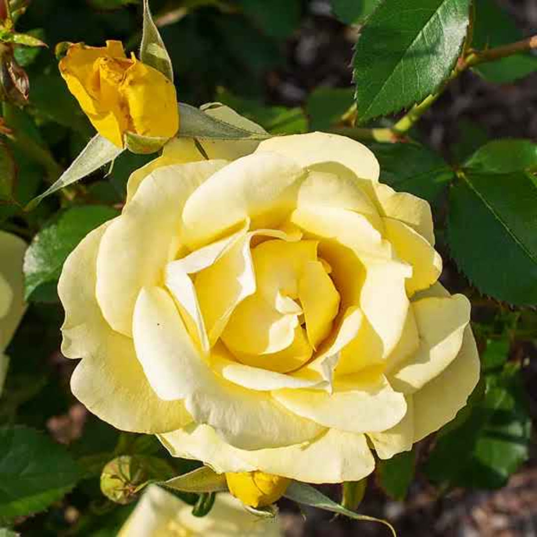 Rosa ‘Meilanycid’ Gilded Sun Floribunda Rose - Tree Form – flowering shrub