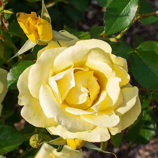 Rosa ‘Meilanycid’ Gilded Sun Floribunda Rose - Tree Form – flowering shrub