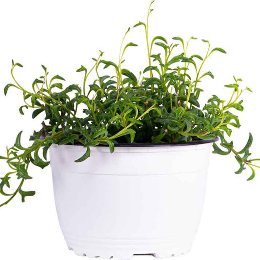 String of Dolphins Indoor Plant