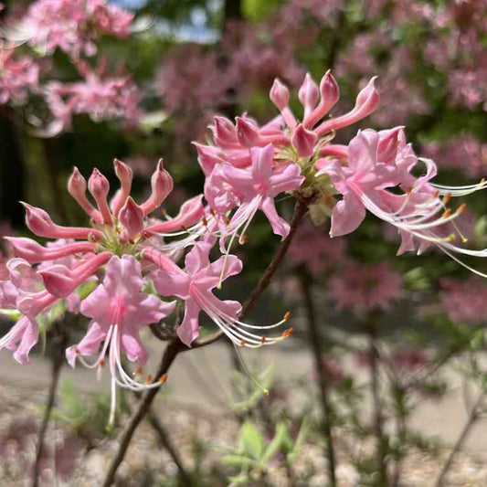 Flowering native azalea Camilla’s Blush planted in garden landscape