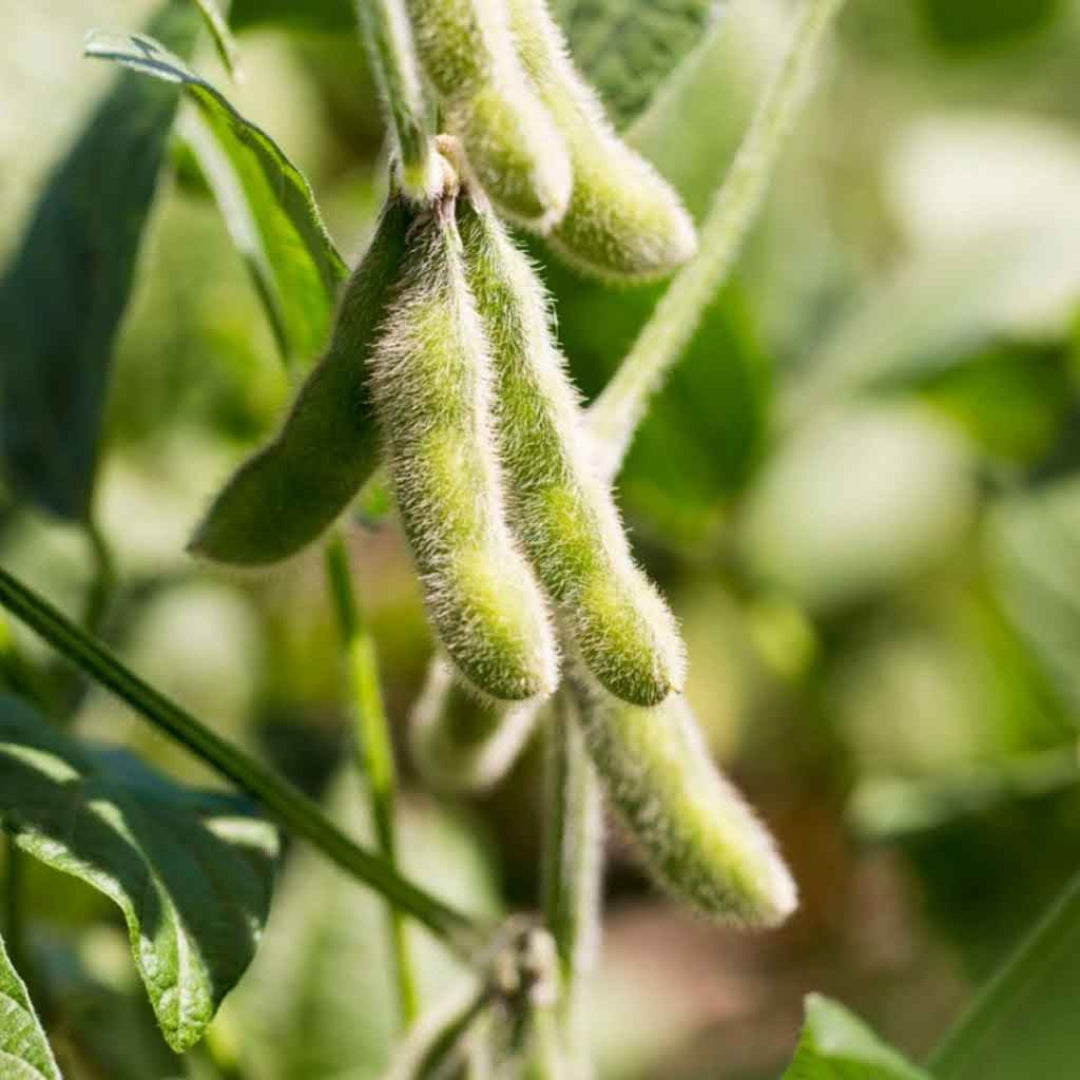 Soybean Plant – vegetables