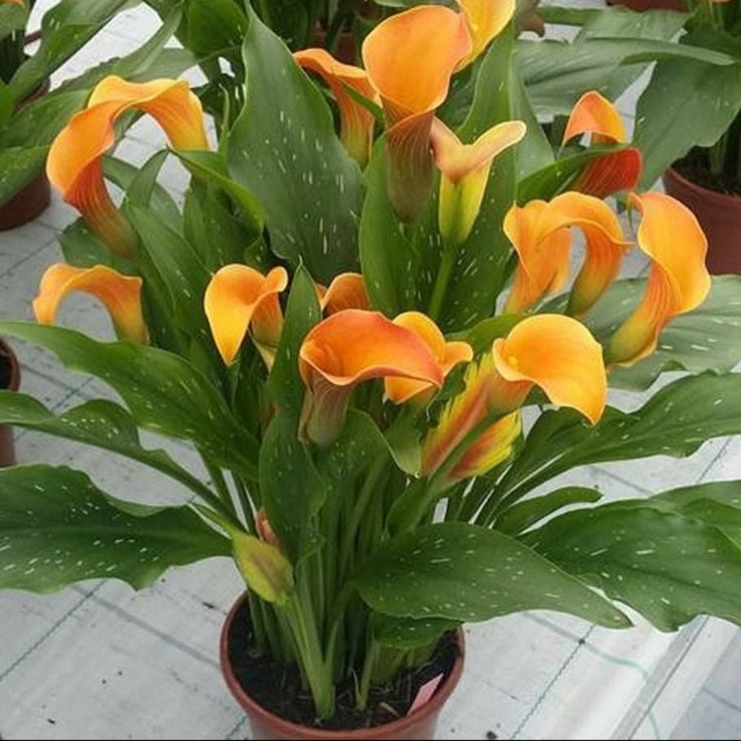 Less Lilly Calla Lily Orange Plant | Pixies Gardens