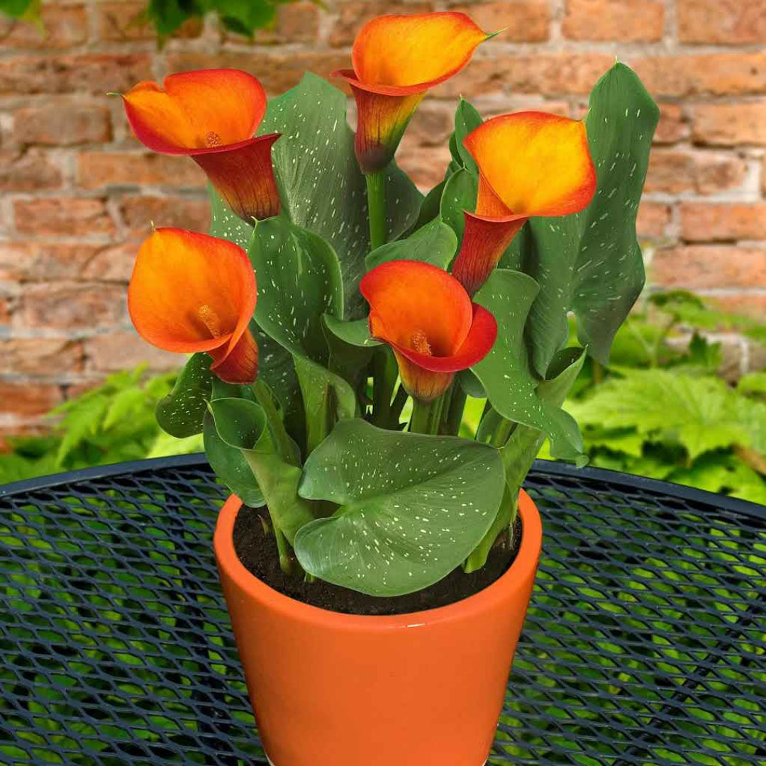 Calla Lily Orange Plant