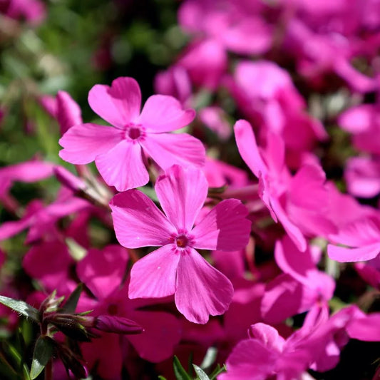 Drummond's Pink Creeping Phlox plant in bloom