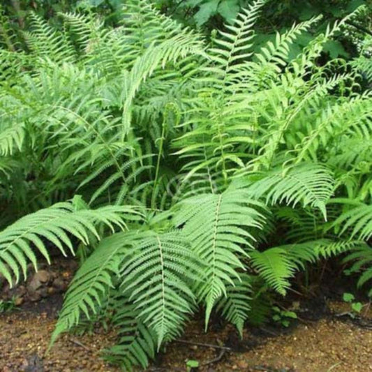 Thelypteris Kunthii Southern Shield Fern – perennial