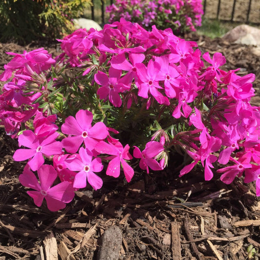 Phlox Subulata Drummond's Pink flowers ground cover