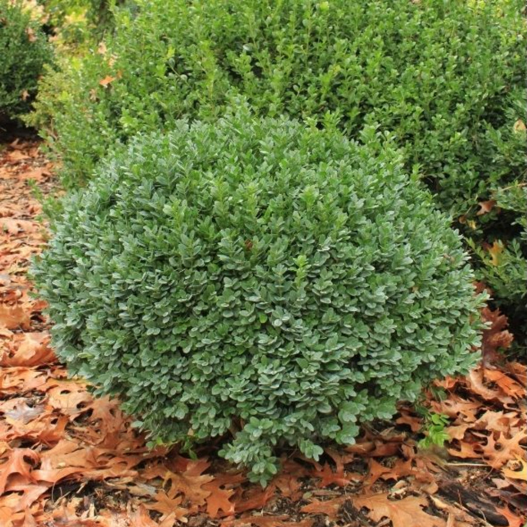 Dwarf Youpon Holly