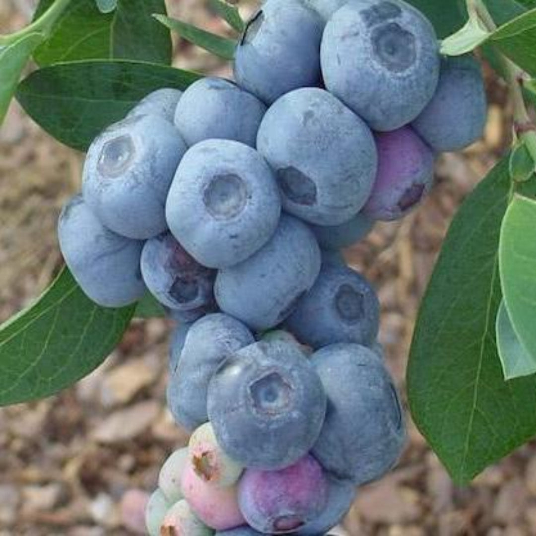 Blueberry ‘Krewer’ bush loaded with ripe blue-berries and green foliage