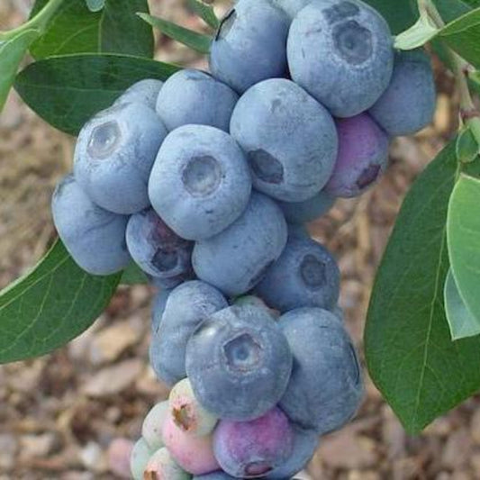 Krewer Rabbiteye Blueberry Plant – shrub