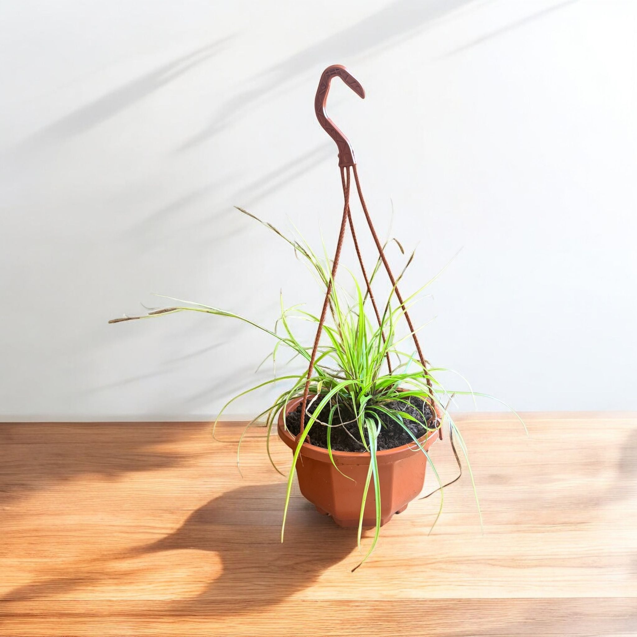 Evergold Carex Grass Hanging Basket Live Indoor Outdoor evergold-carex-grass-hanging-basket-live-indoor-outdoor