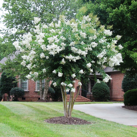 Natchez White Crape Myrtle Flowers Close-Up
