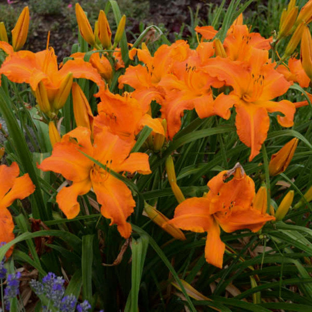 Primal Scream Rainbow Rhythm Daylily – Vivid Orange-Red Rebloomer