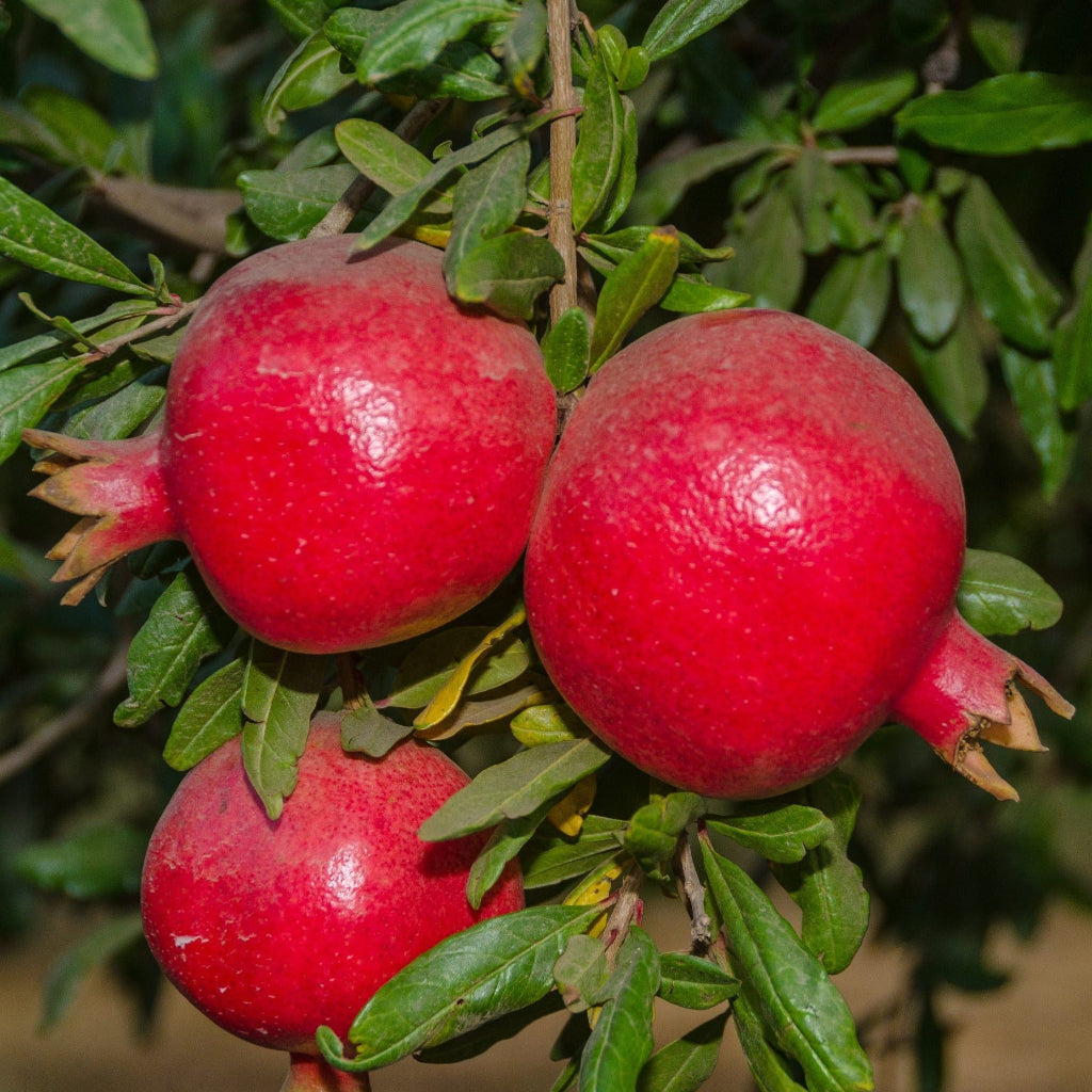 Wonderful Pomegranate Tree shown with ripe fruits in sunlight