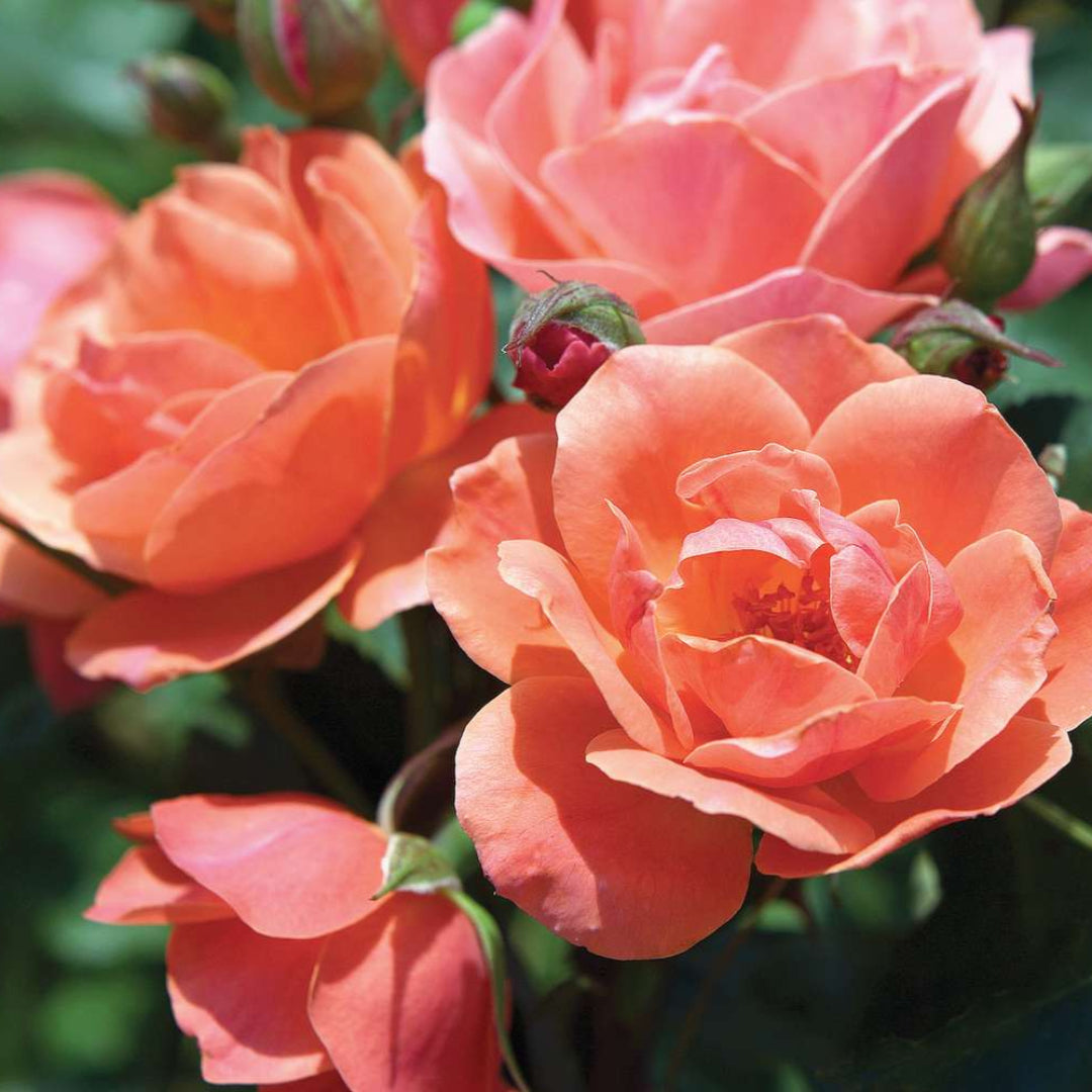 Soft coral blossoms cluster across Coral Knock Out Rose