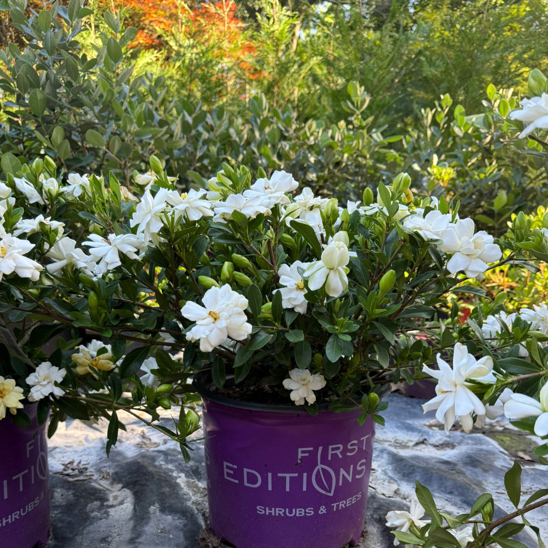 Double Mint Gardenia plants arranged in a nursery with vibrant green leaves.