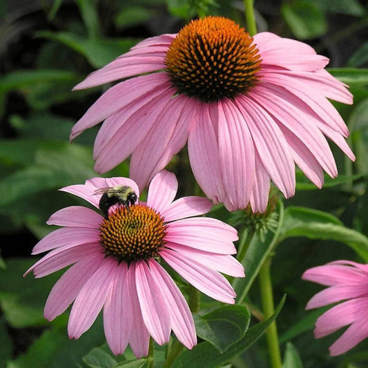 Echinacea Magnus perennial flower in bloom