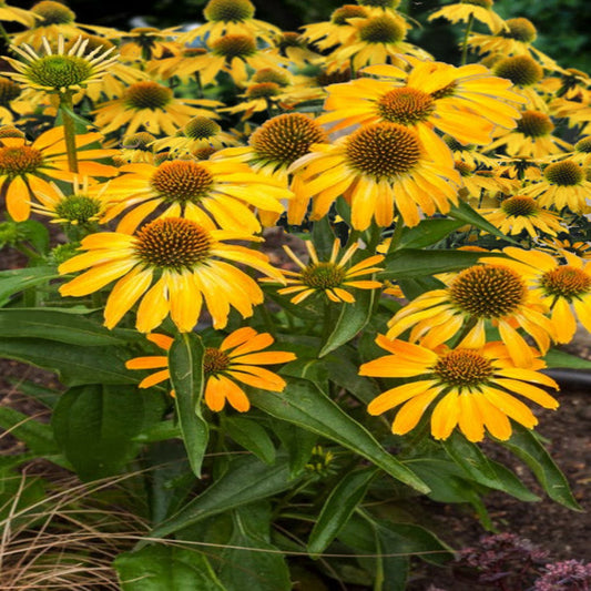 Echinacea purpurea 'Pollynation Yellow' – evergreen