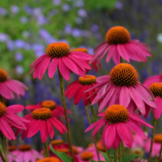 Echinacea purpurea 'Pow Wow Wild Berry' Coneflower – evergreen