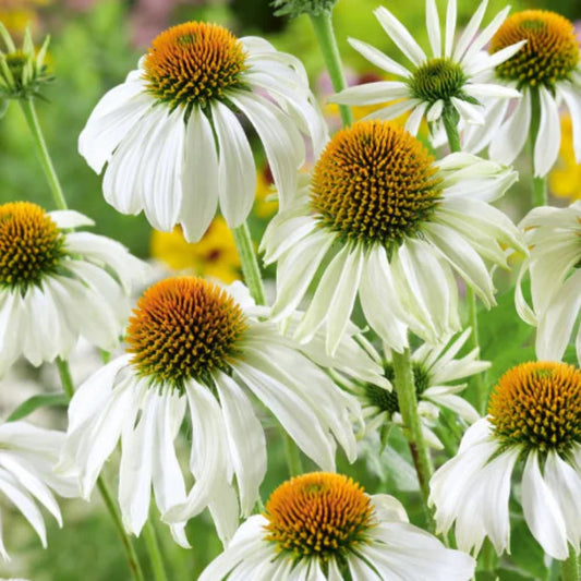 Hardy Echinacea White Swan flowering plant