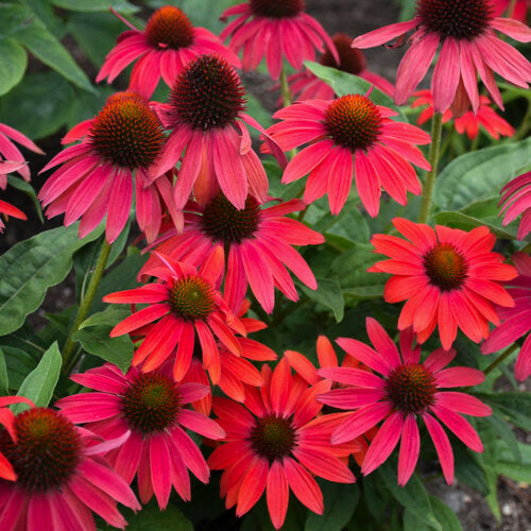 Echinacea 'Summersong Firefinch' – evergreen