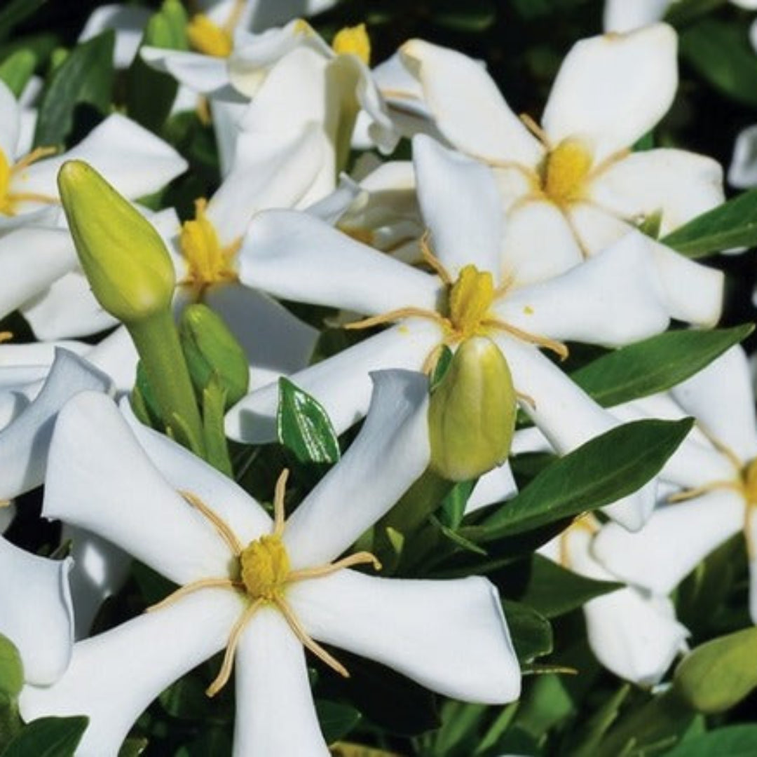 homeandgardensforless.com