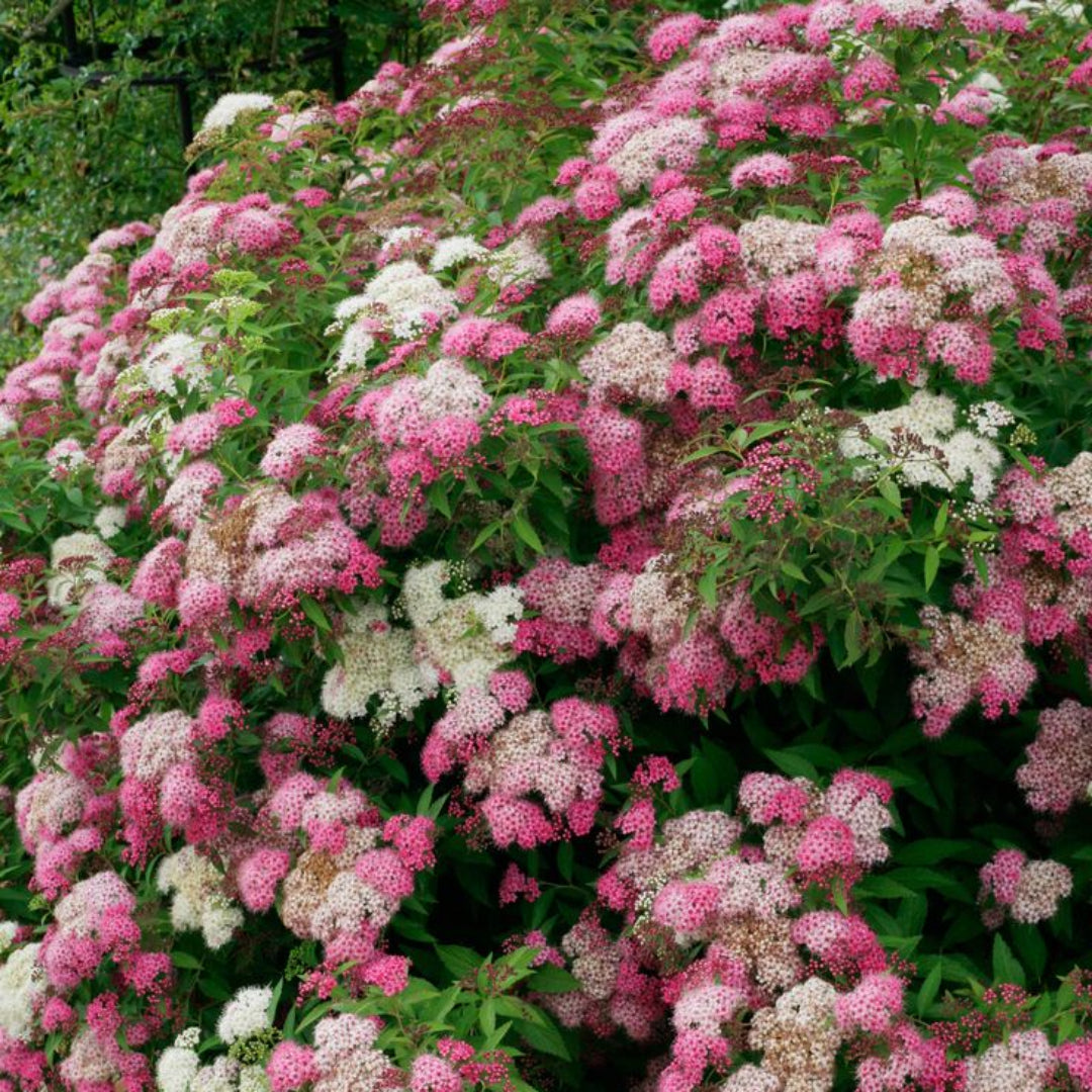 homeandgardensforless.com