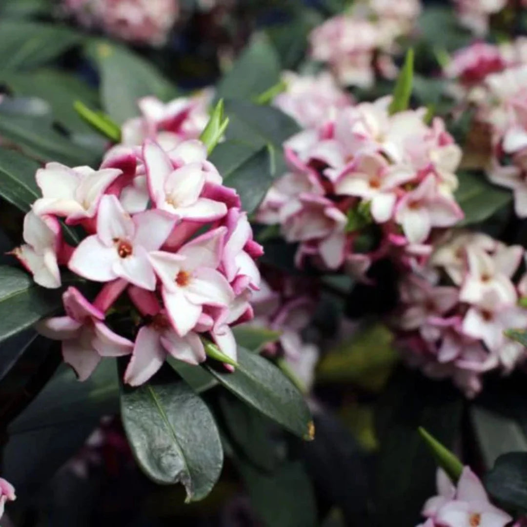 Daphne Odora Pink Plant garden-ready shrub