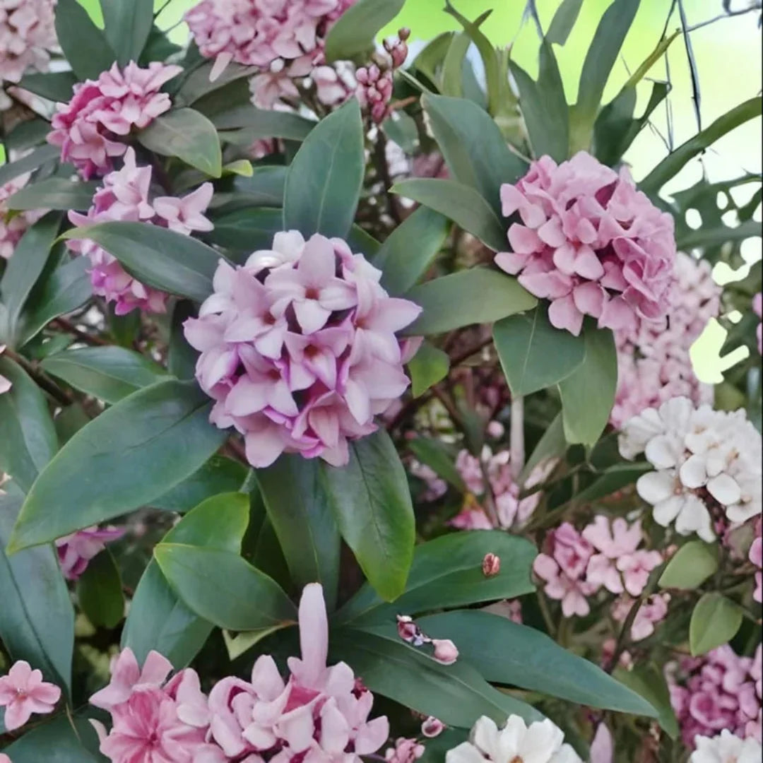 Daphne Odora Pink Plant healthy flowering plant