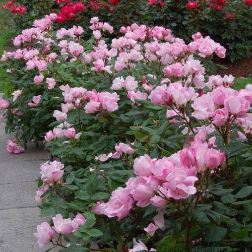 Healthy leaves surround The Blushing Knock Out Rose blossoms