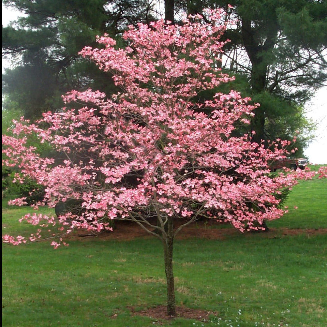 Pink Flowering Dogwood Tree – Live Native Cornus florida | Zones 5–8 live plant for landscaping and home gardens