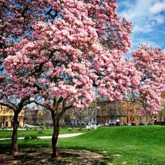 Fragrant Saucer Magnolia flowers displaying soft pink petals in early spring
