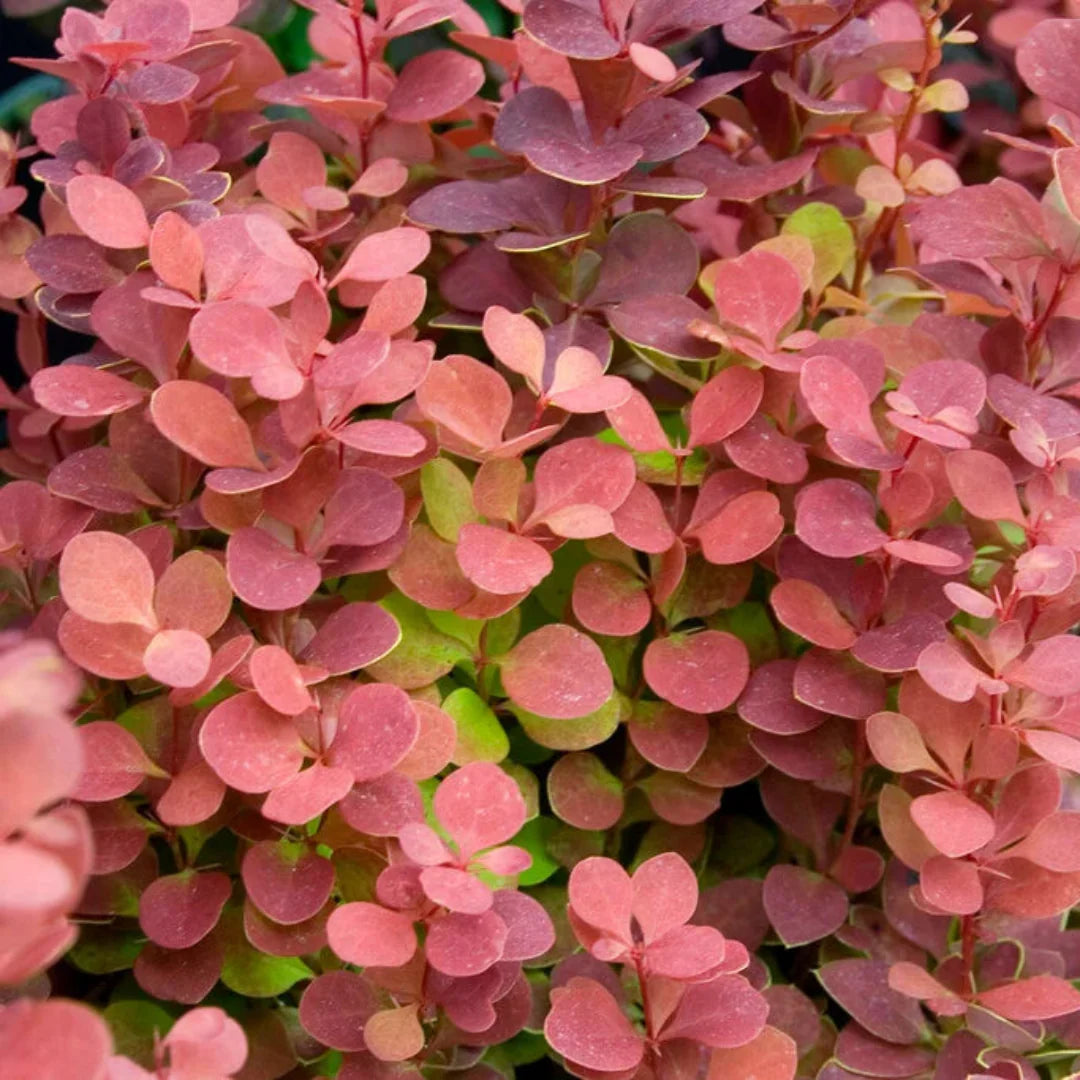 homeandgardensforless.com