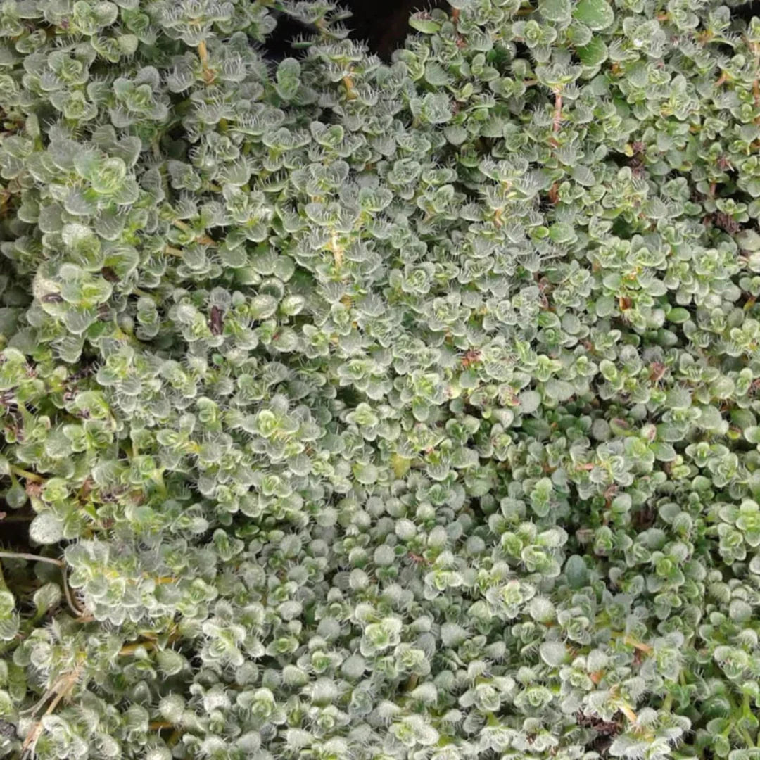 Elfin Thyme low growing ground cover