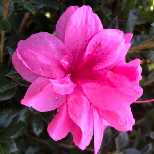 Autumn Empress Encore Azalea – flowering tree