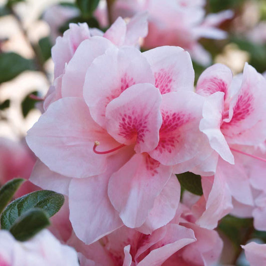 Autumn Chiffon Encore Azalea – flowering plant