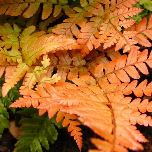 Dryopteris erythrosora Autumn Fern plant