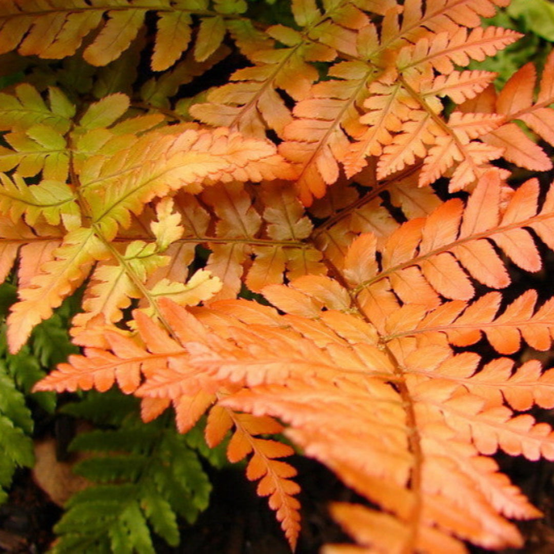 Dryopteris erythrosora Autumn Fern plant