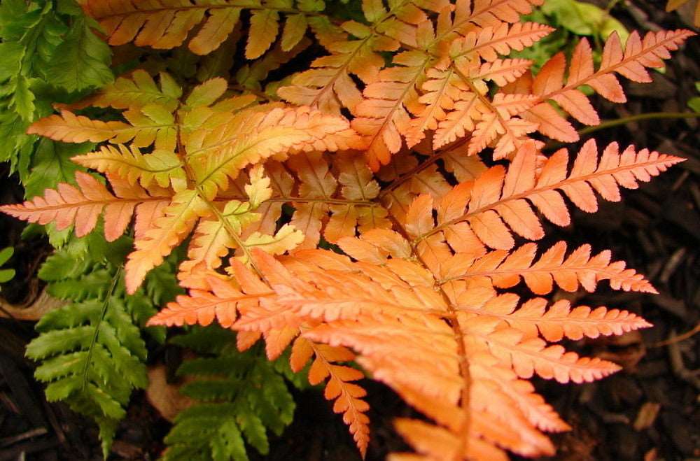 Autumn Fern