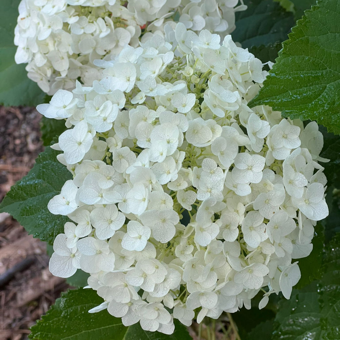Incrediball Hydrangea, Incredible 12" Blooms On Stems So Strong So Drooping is Never a Problem, Blooms From Early Summer Until Fall.