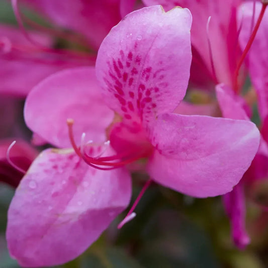 Pink Ribbons Déjà Bloom Azalea – Frilled Pink Reblooming Evergreen – evergreen shrub