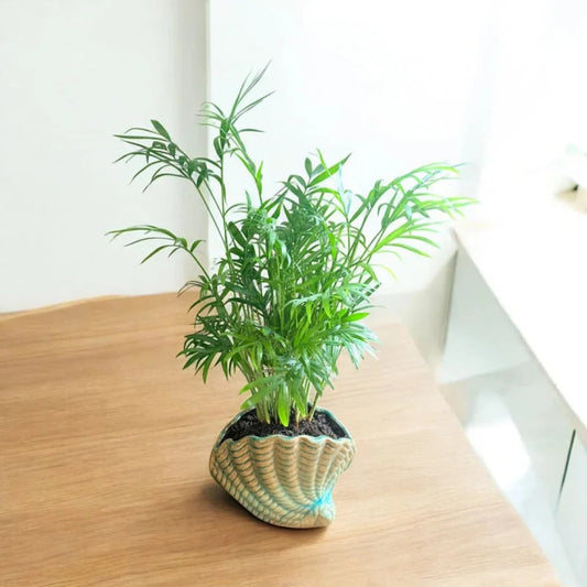 Bella palm indoor houseplant with elegant arching green leaves