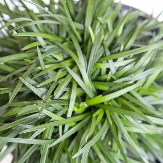 Mondo Grass clumps with dark green foliage