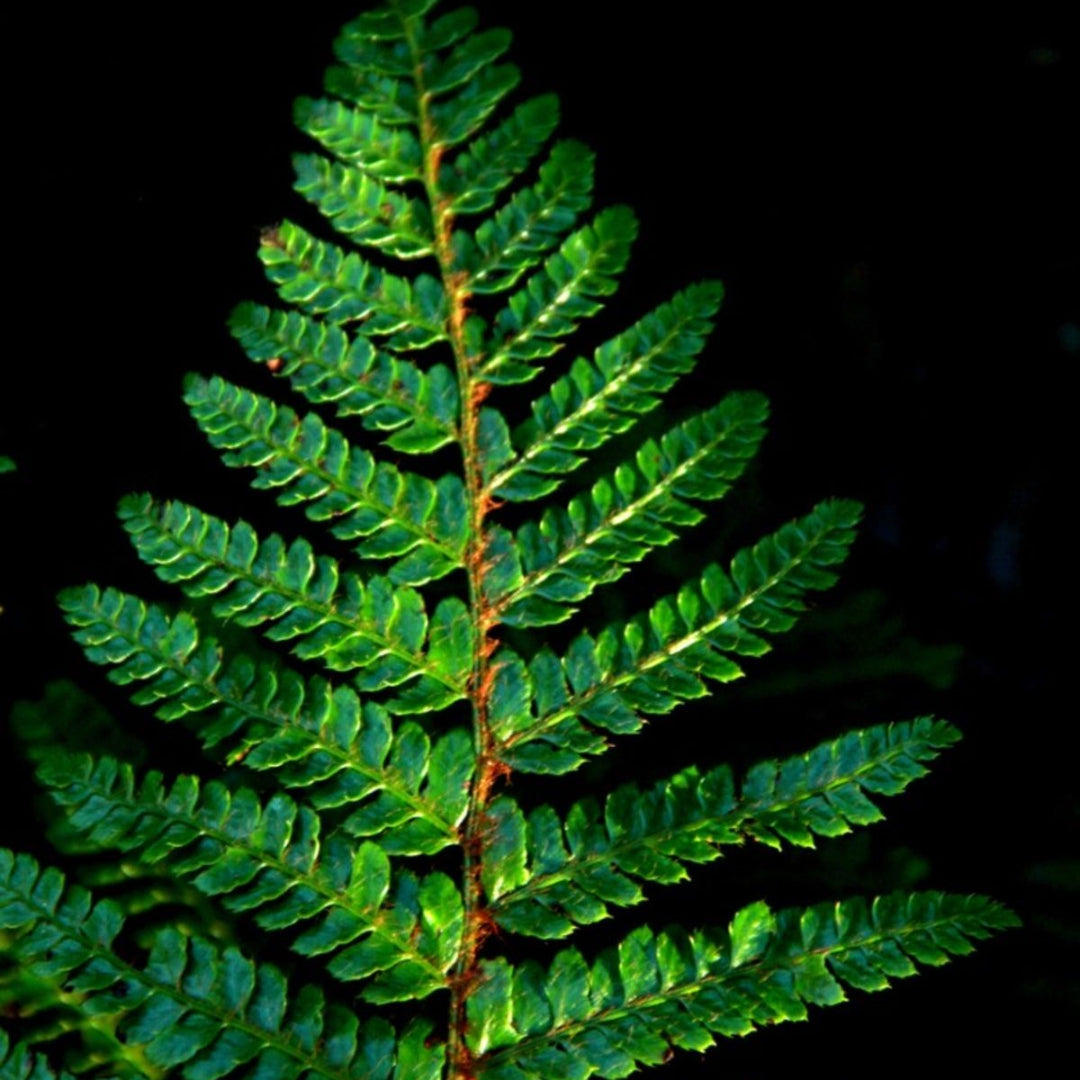 homeandgardensforless.com