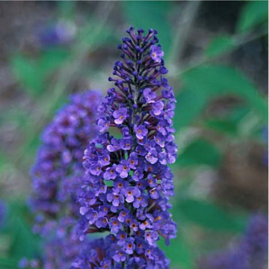 Mature Ellen’s Blue Butterfly Bush showing upright growth and dense blooms