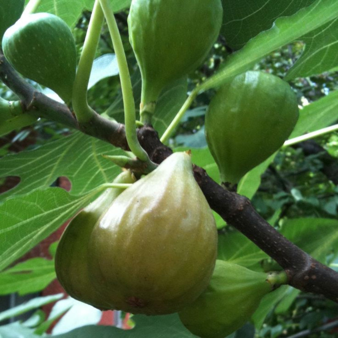 Fresh fig harvest from the Desert King Fig Tree