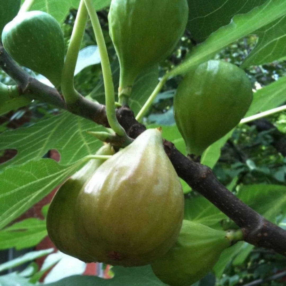 Healthy Desert King Fig Tree growing in full sunlight