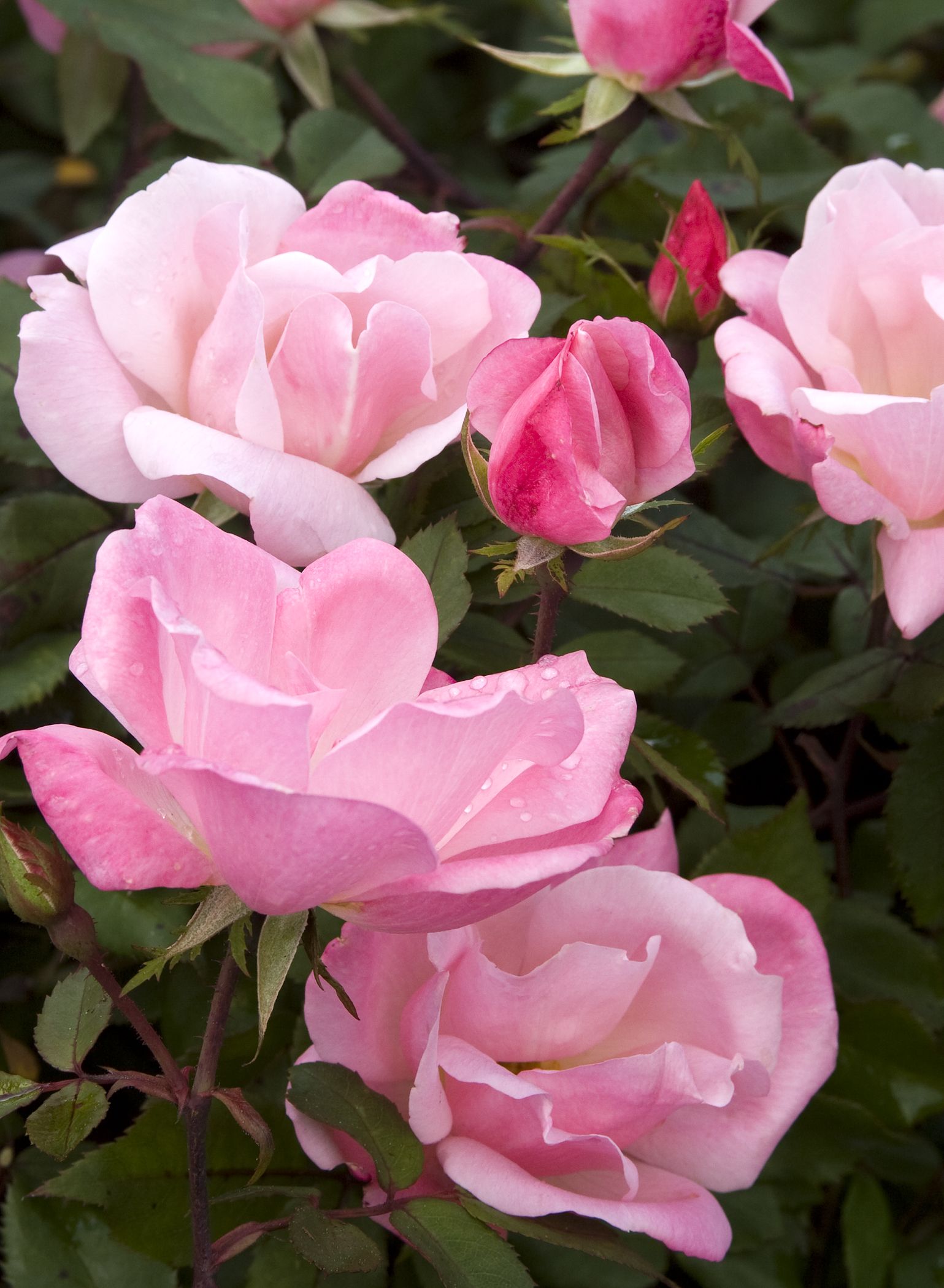 The Blushing Knock Out Rose growing upright in landscape